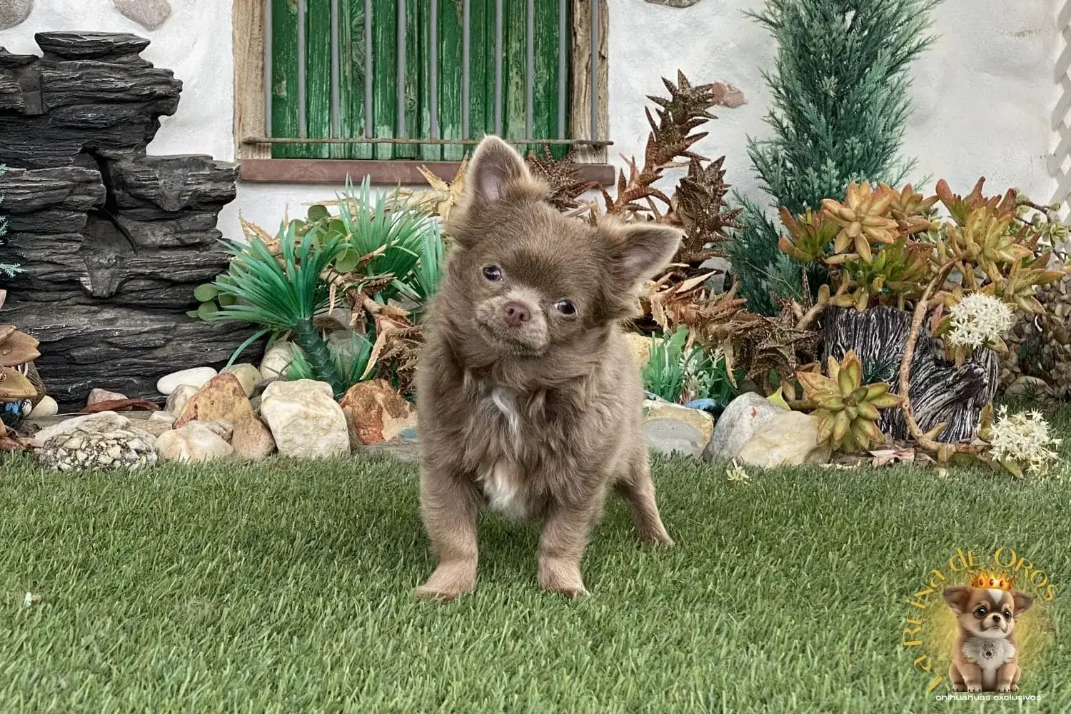 cachorro chihuahua miniatura lila pelo largo