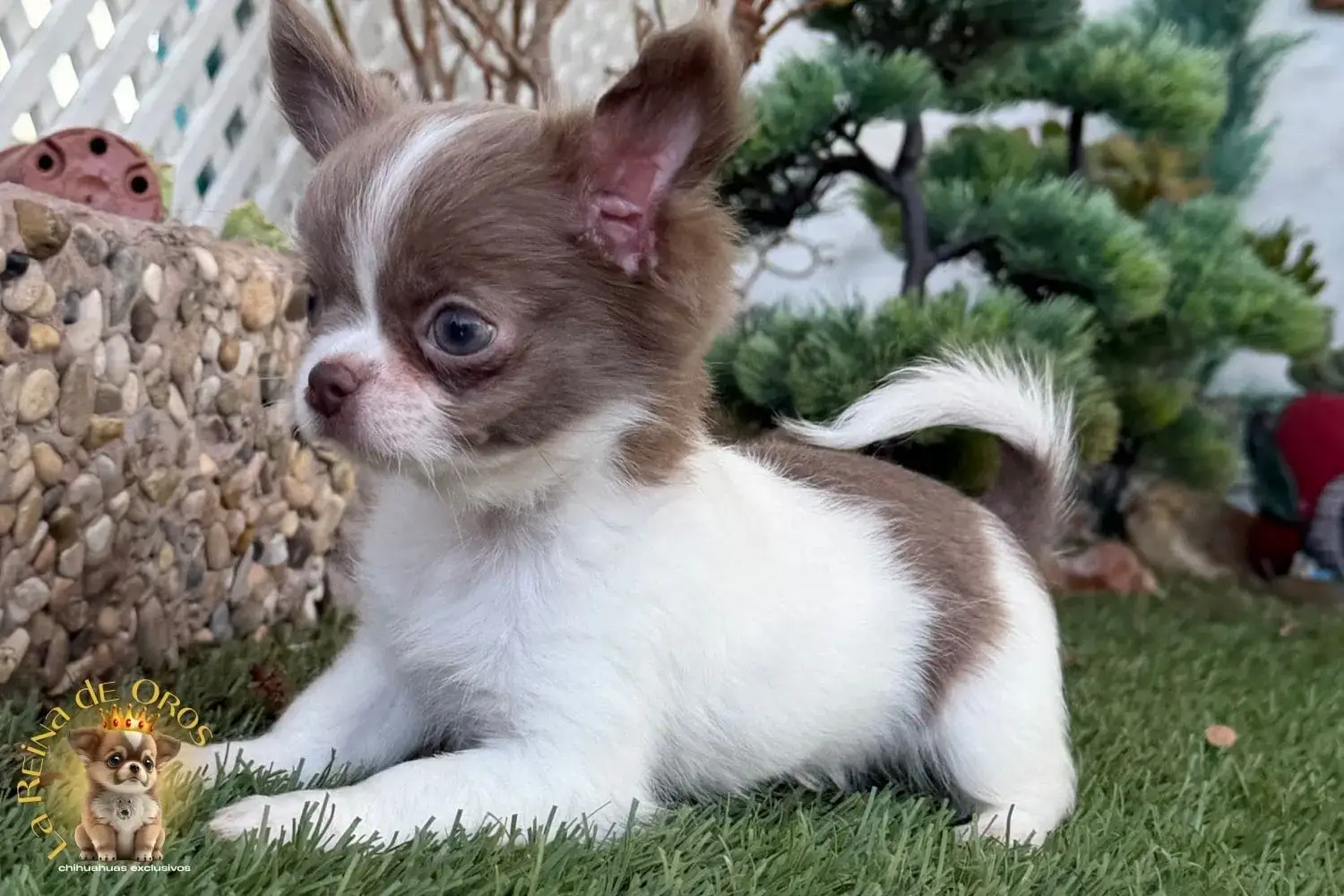 cachorro chihuahua donna
