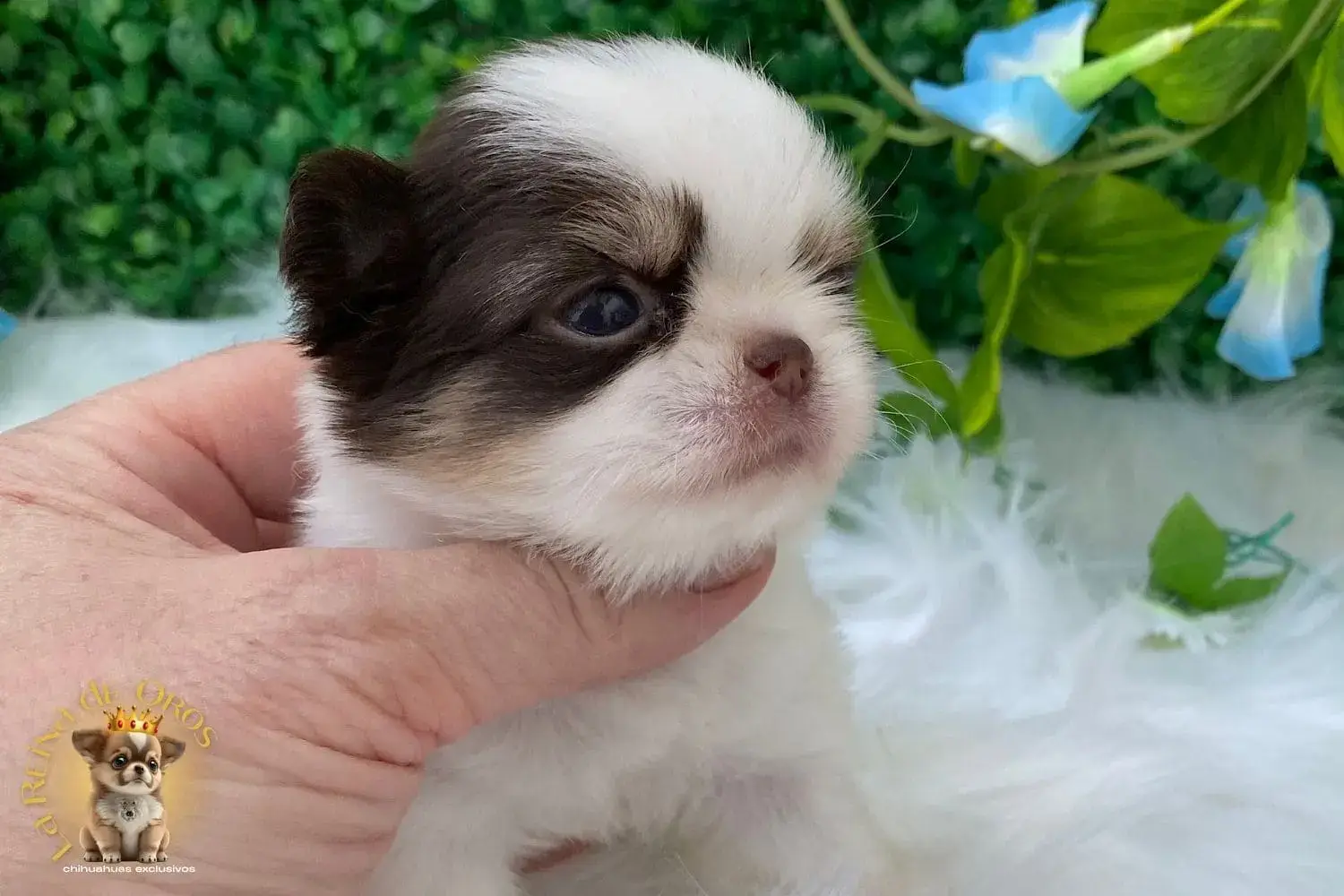 cachorro chihuahua galaxia pedigree