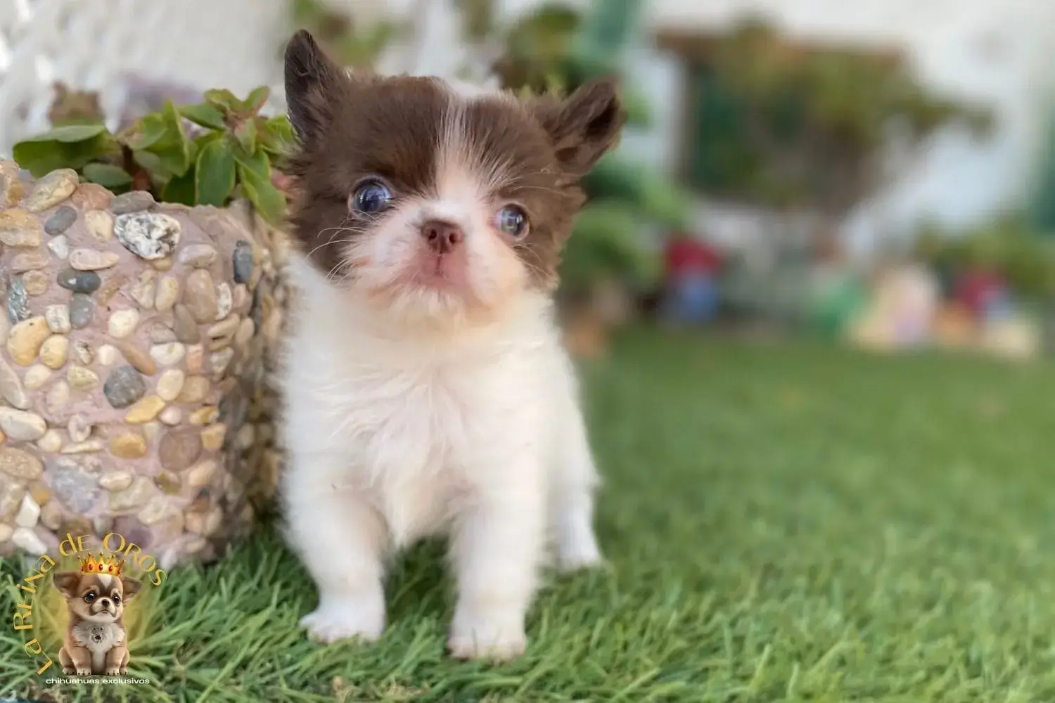 cachorro chihuahua takito de pelo largo