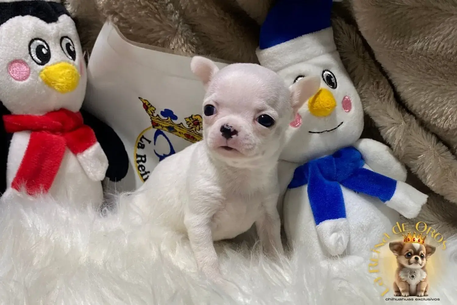 cachorro chihuahua hembra