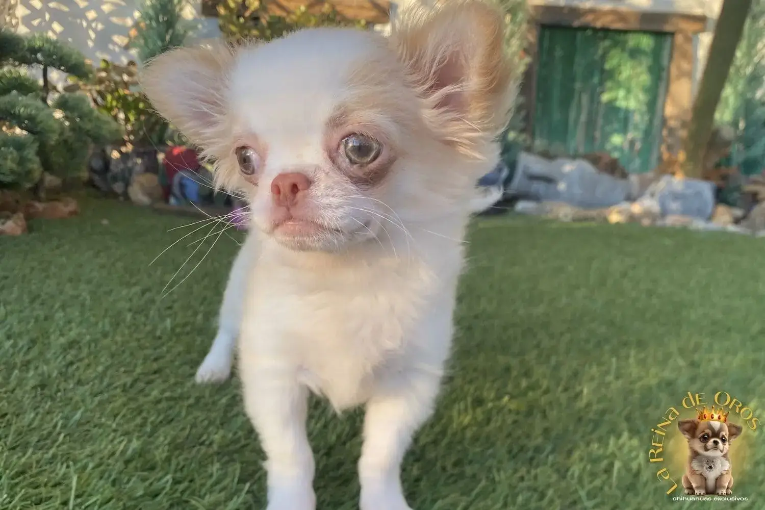 cachorro chihuahua muy chato hembra