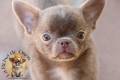 cuidar-a-tu-cachorro-chihuahua