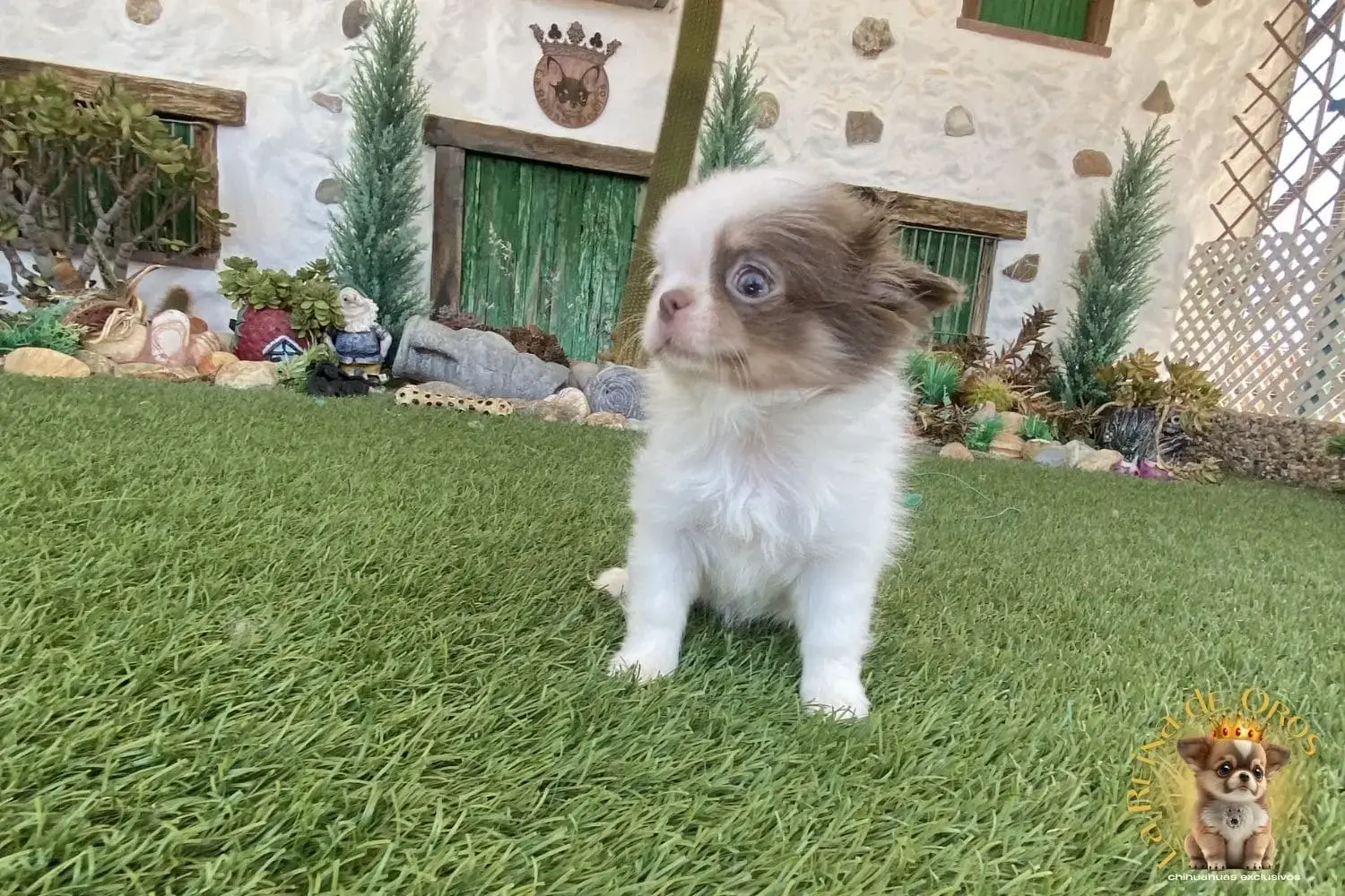 criadero chihuahuas colores