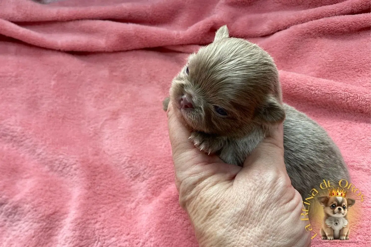 cachorro-chihuahua-pipo-precio