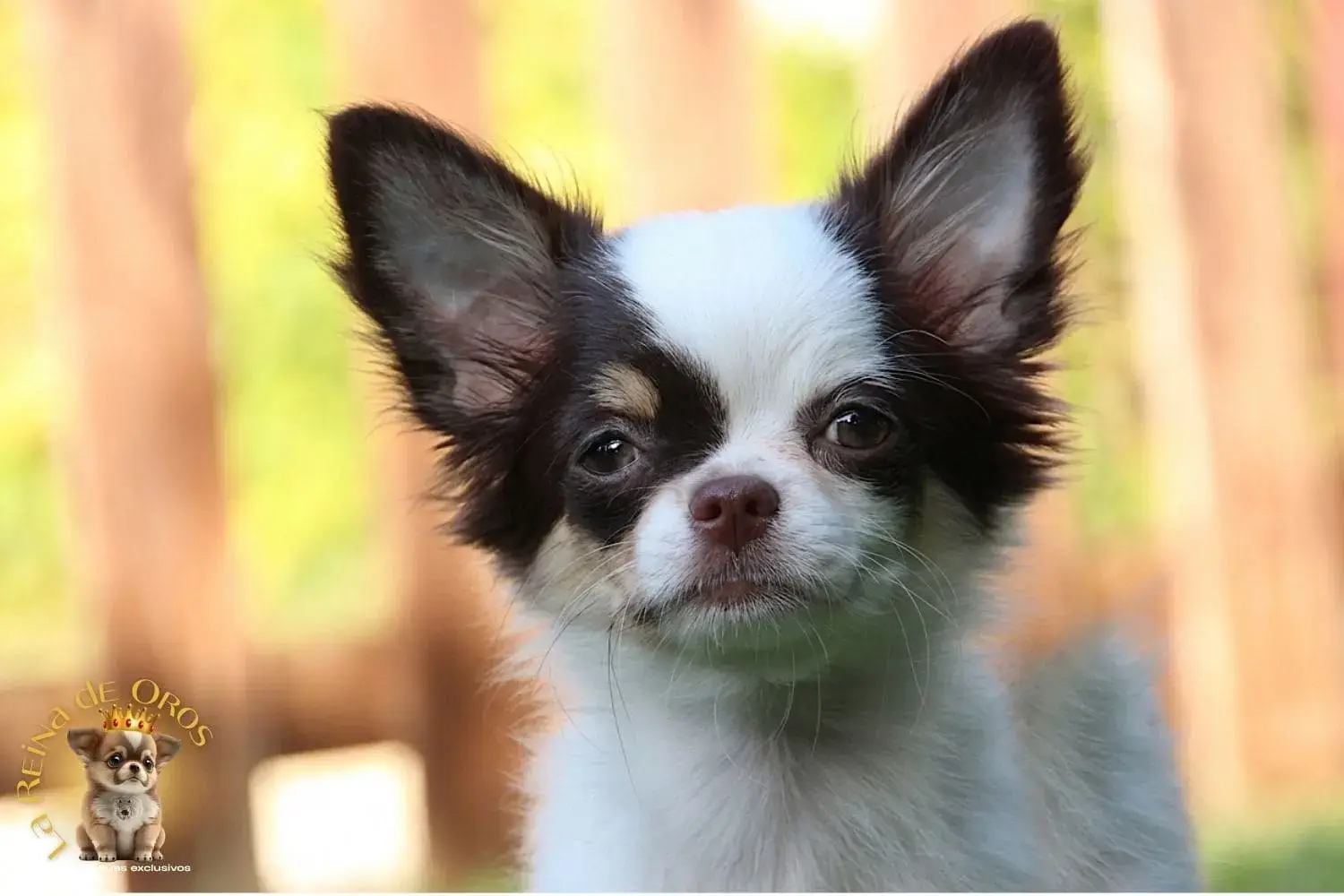 cachorro chihuahua gina de criadero
