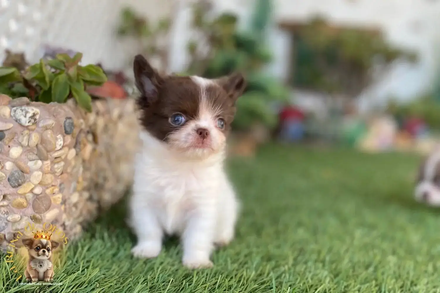 cachorro chihuahua blanco chocolate pelo largo