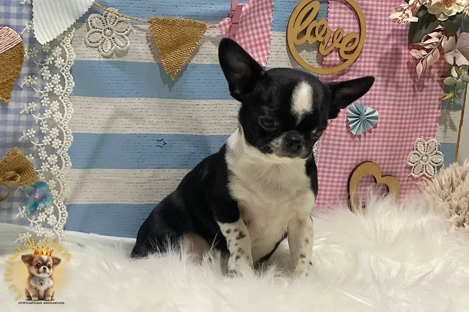 la reina de oros chihuahuas