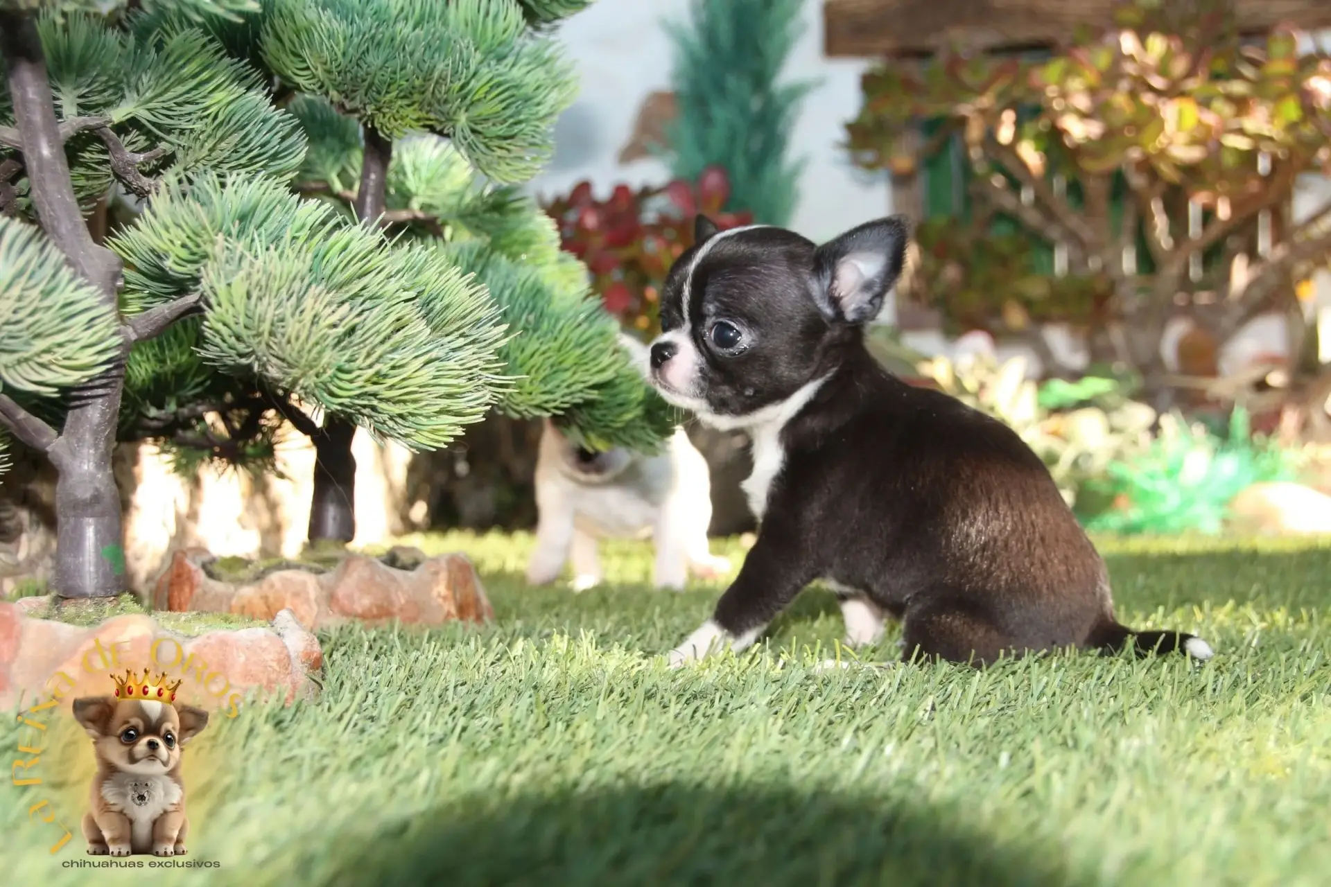 cachorro chihuahua mini toy