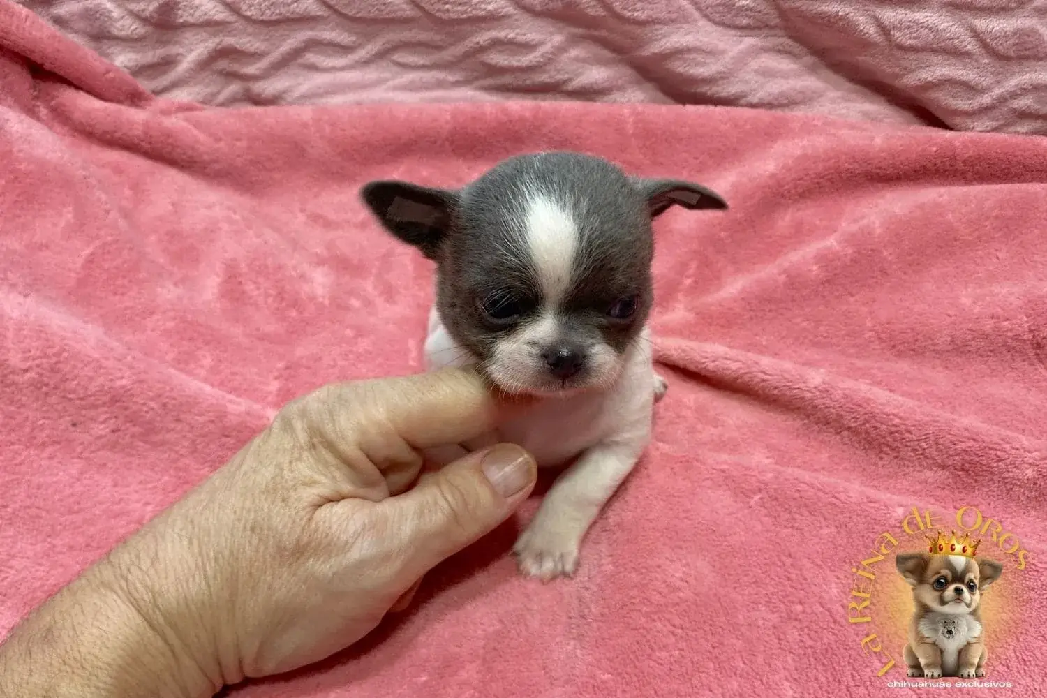 cachorro-chihuahua-lexter-criadero