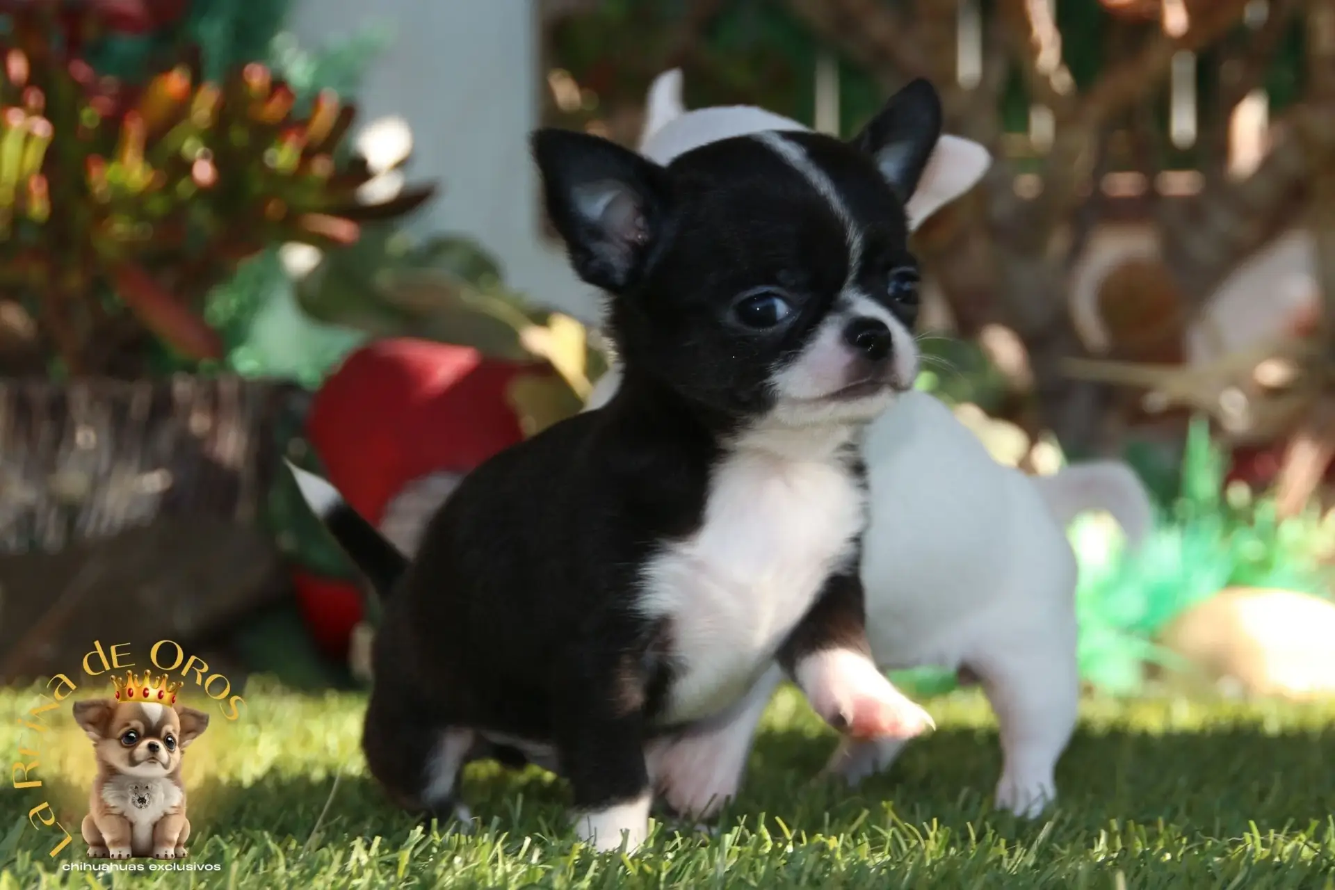 cachorro chihuahua de nucleo zoologico