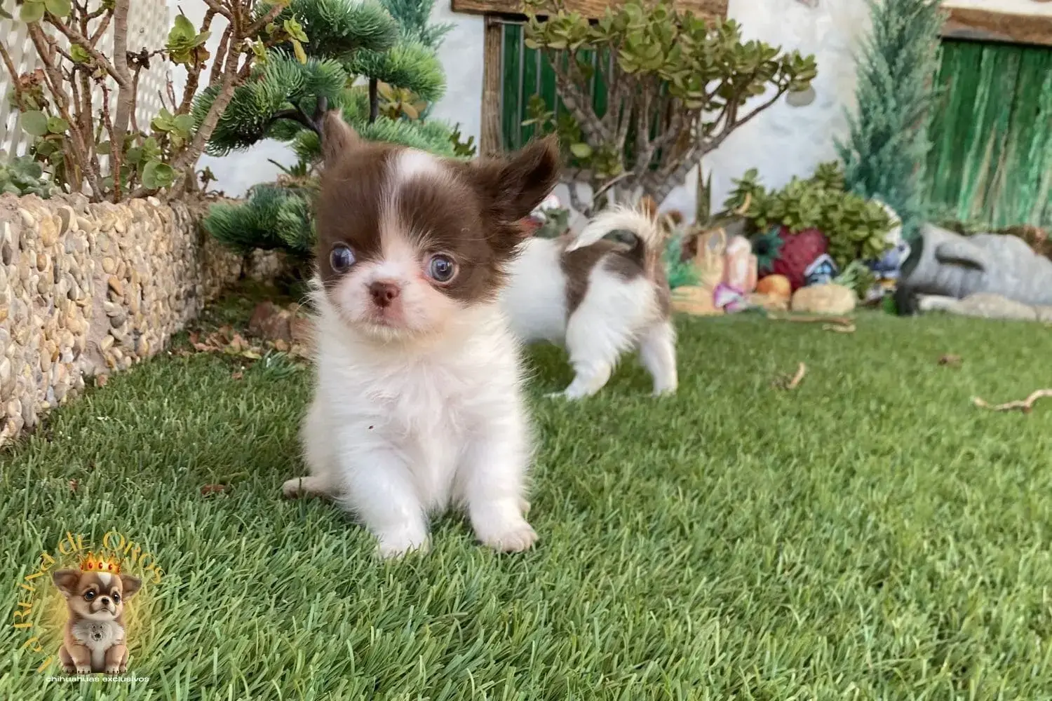 cachorro chihuahua de la reina de oros