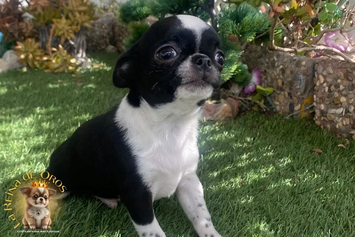 macho chihuahua con pedigree