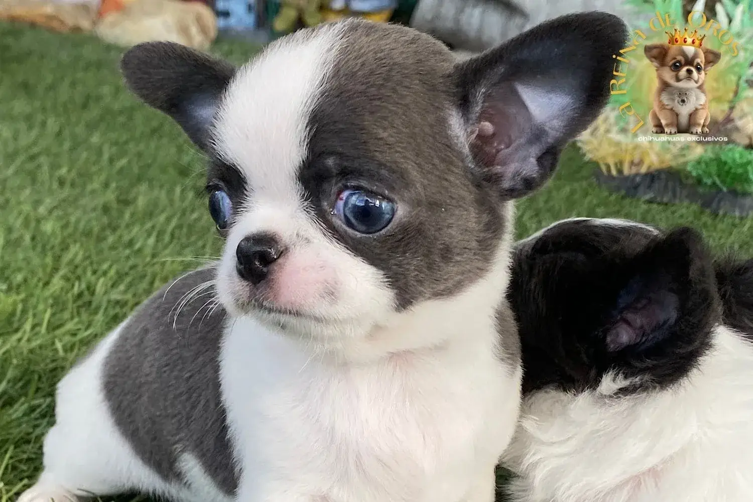 cachorro chihuahua menino primer plano