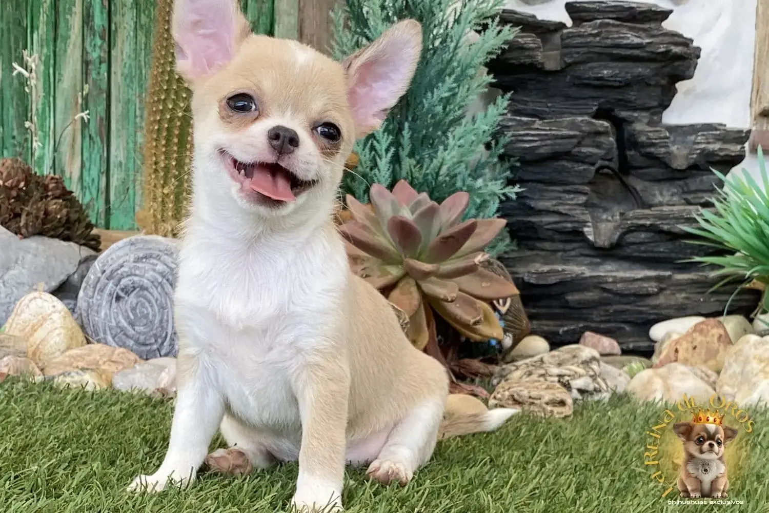 cachorro chihuahua lluna criador