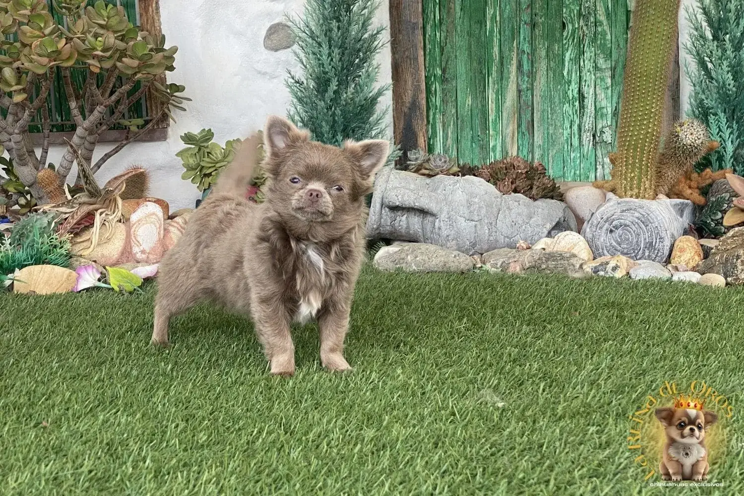 cachorro chihuahua super tor la reina de oros