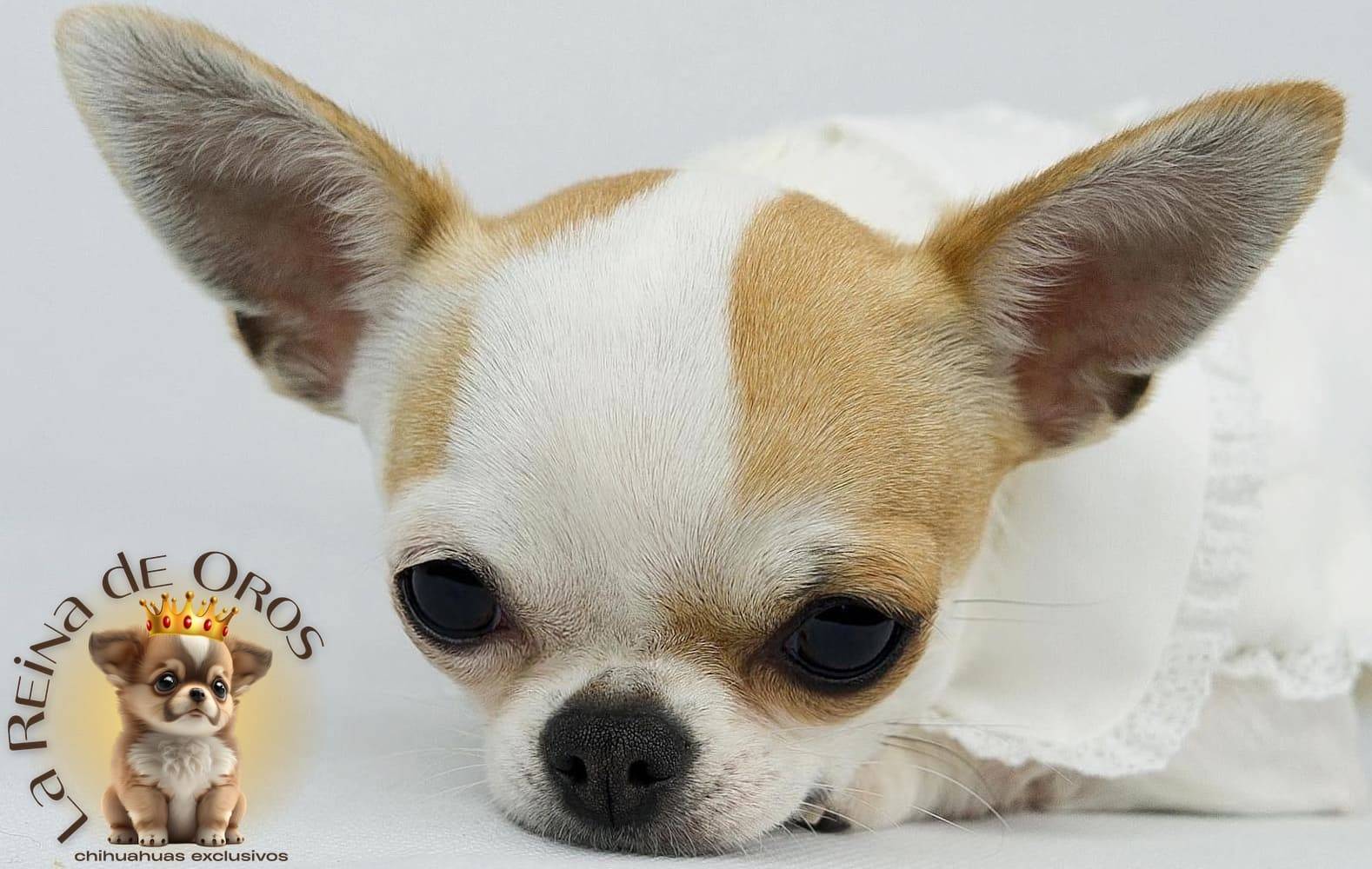 contacto criadero chihuahuas