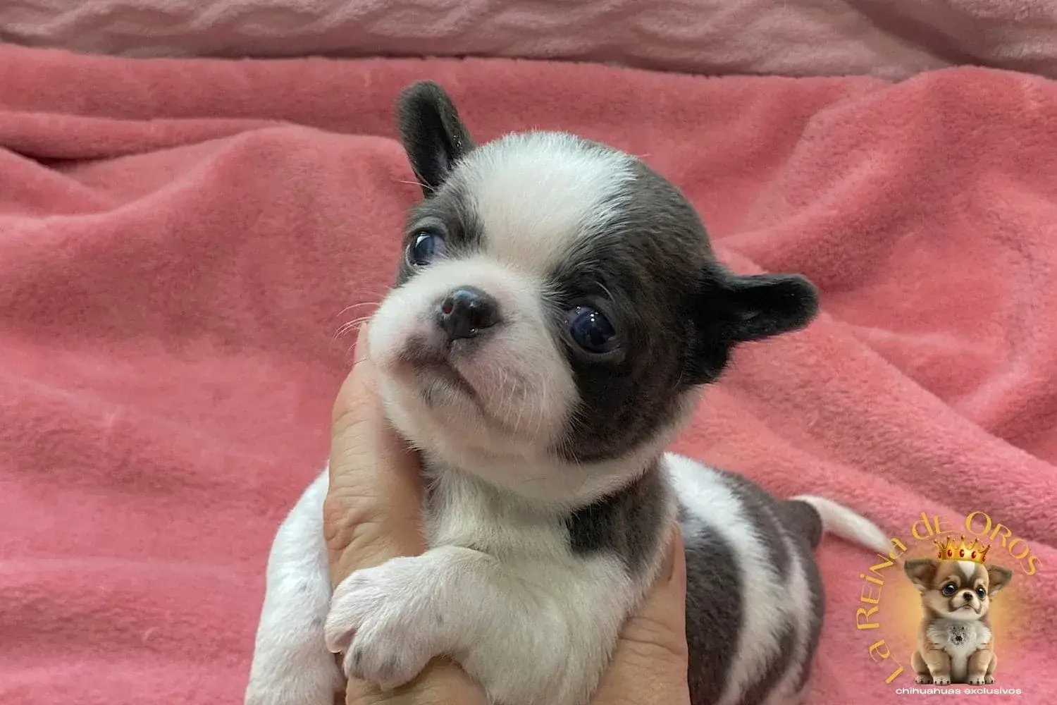 cachorro-chihuahua-menino-criadero-raza-chihuahua