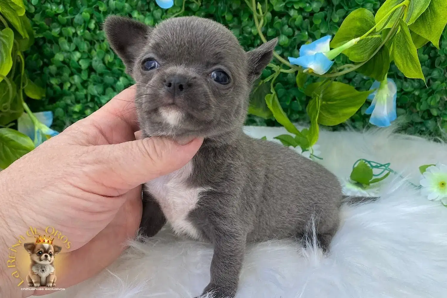 cachorro chihuahua lluvia criadero