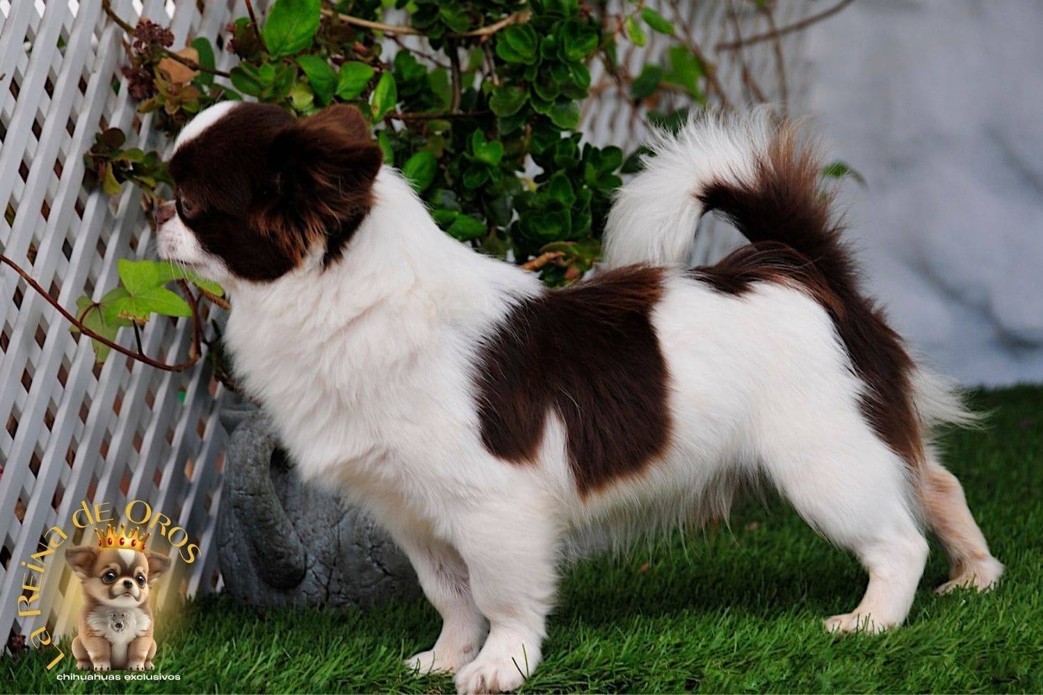 macho-chihuahua-adulto-astra-vitus-chumachechi-morro-corto