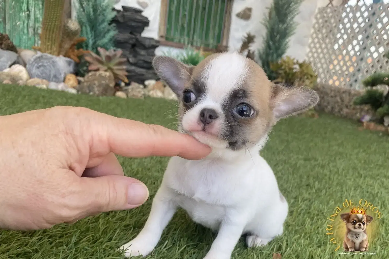 cachorro chihuahua criador de la raza