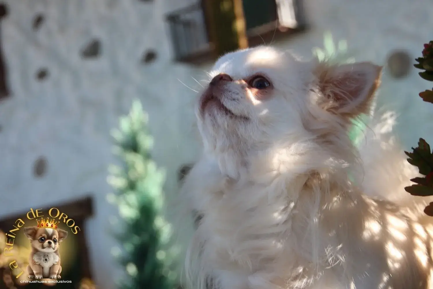 pelo blanco chihuahua