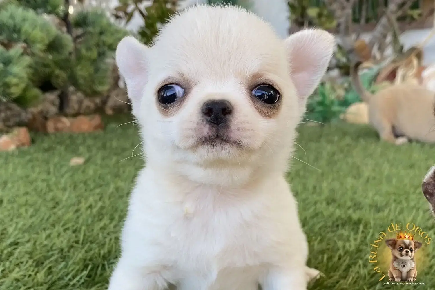 cachorro chihuahua luna disponible