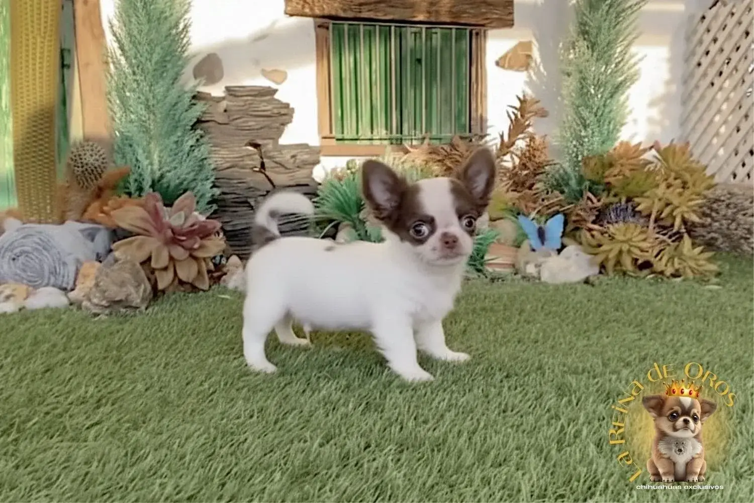 cachorro chihuahua yanko