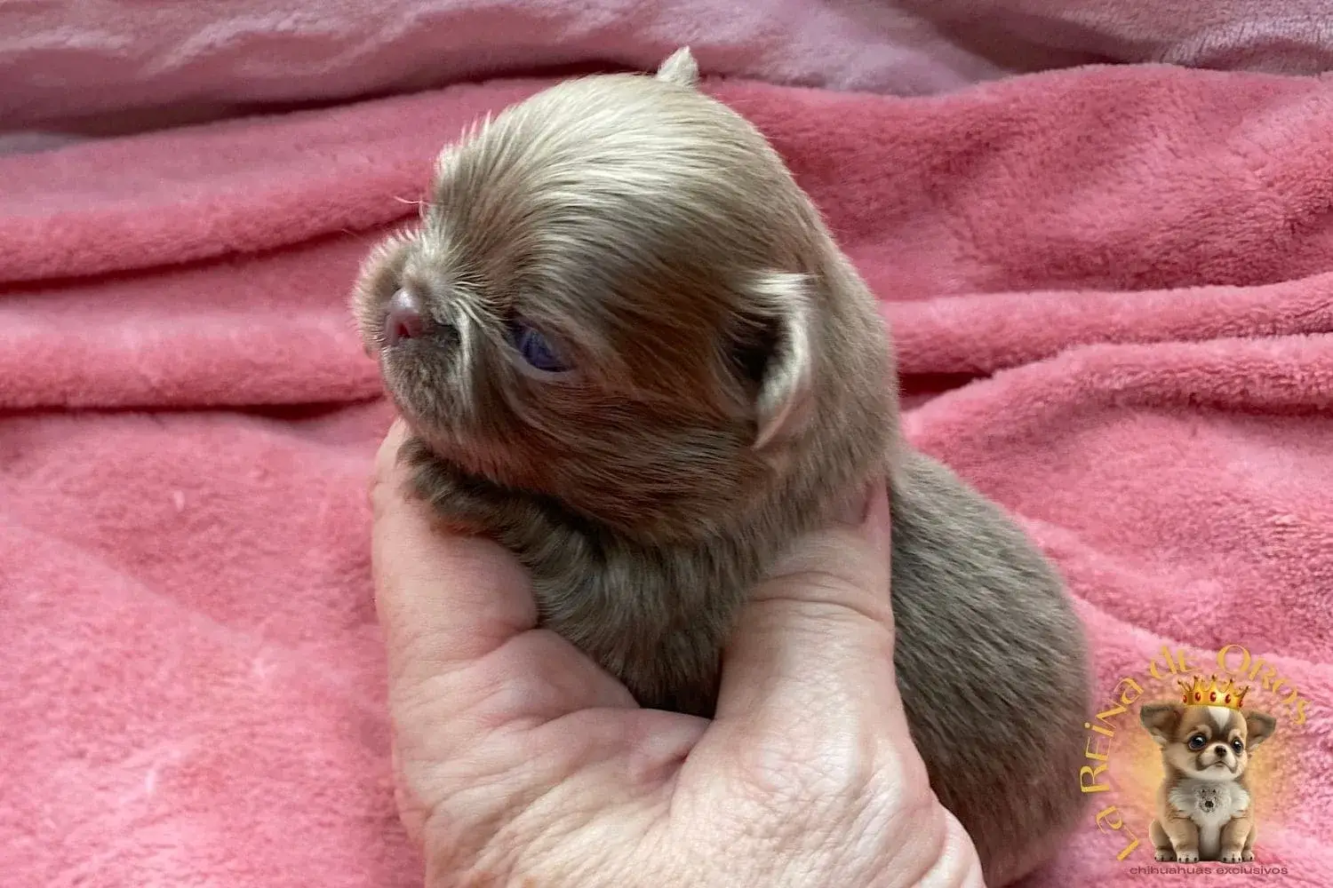 cachorro-chihuahua-pipo-disponible