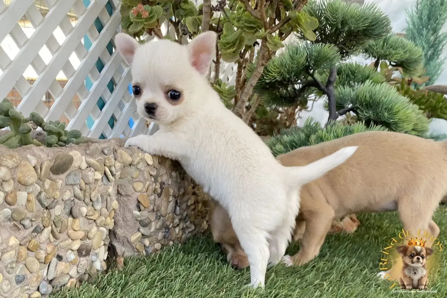 chihuahua color blanco achampanado