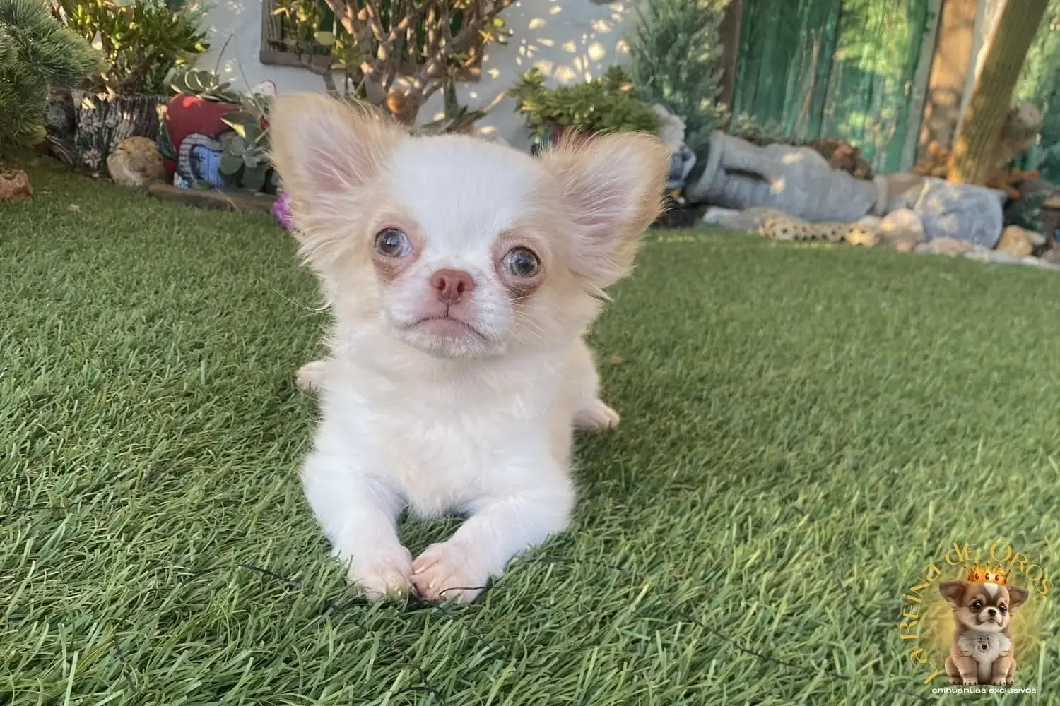 cachorro chihuahua katrina ojos claros