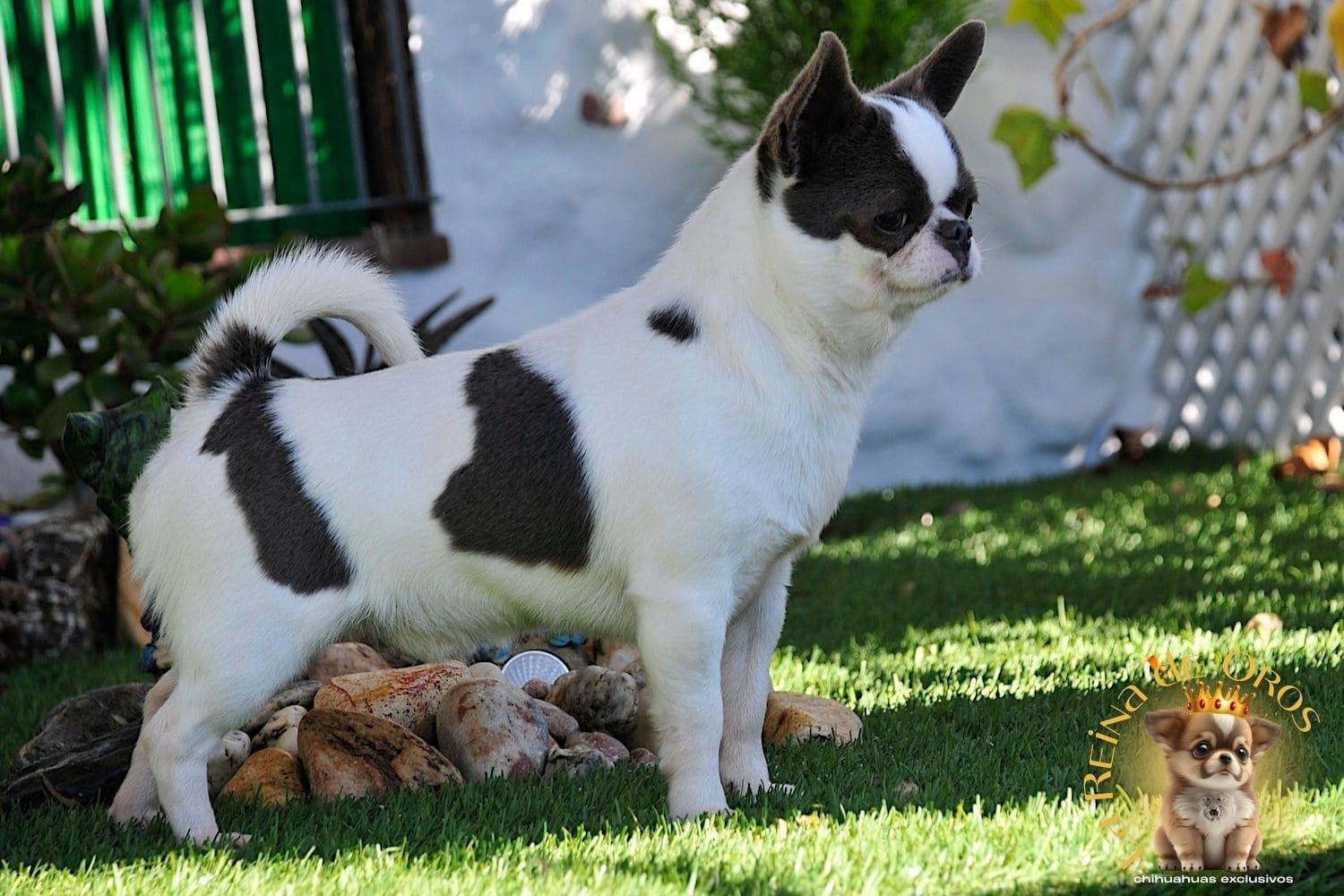 macho-chihuahua-dark-mirey-iz-tvoey-mechty-chihuahuas-exclusivos