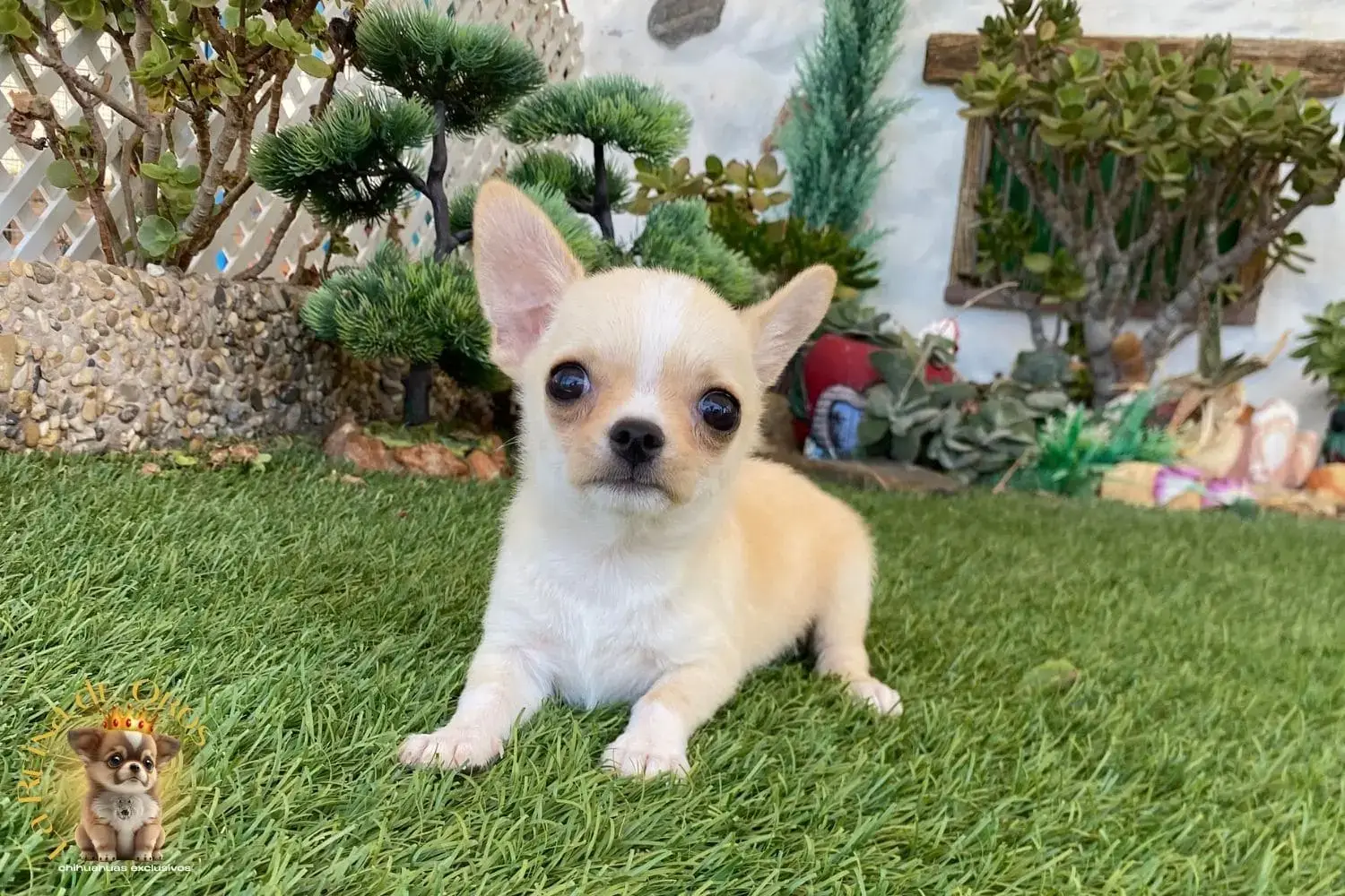 cachorro chihuahua de criadero certificado