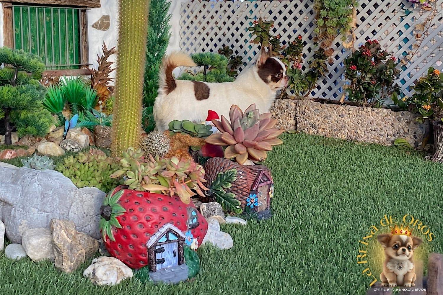 macho-chihuahua-adulto-pelo-corto-blanco-chocolate-la-reina-de-oros