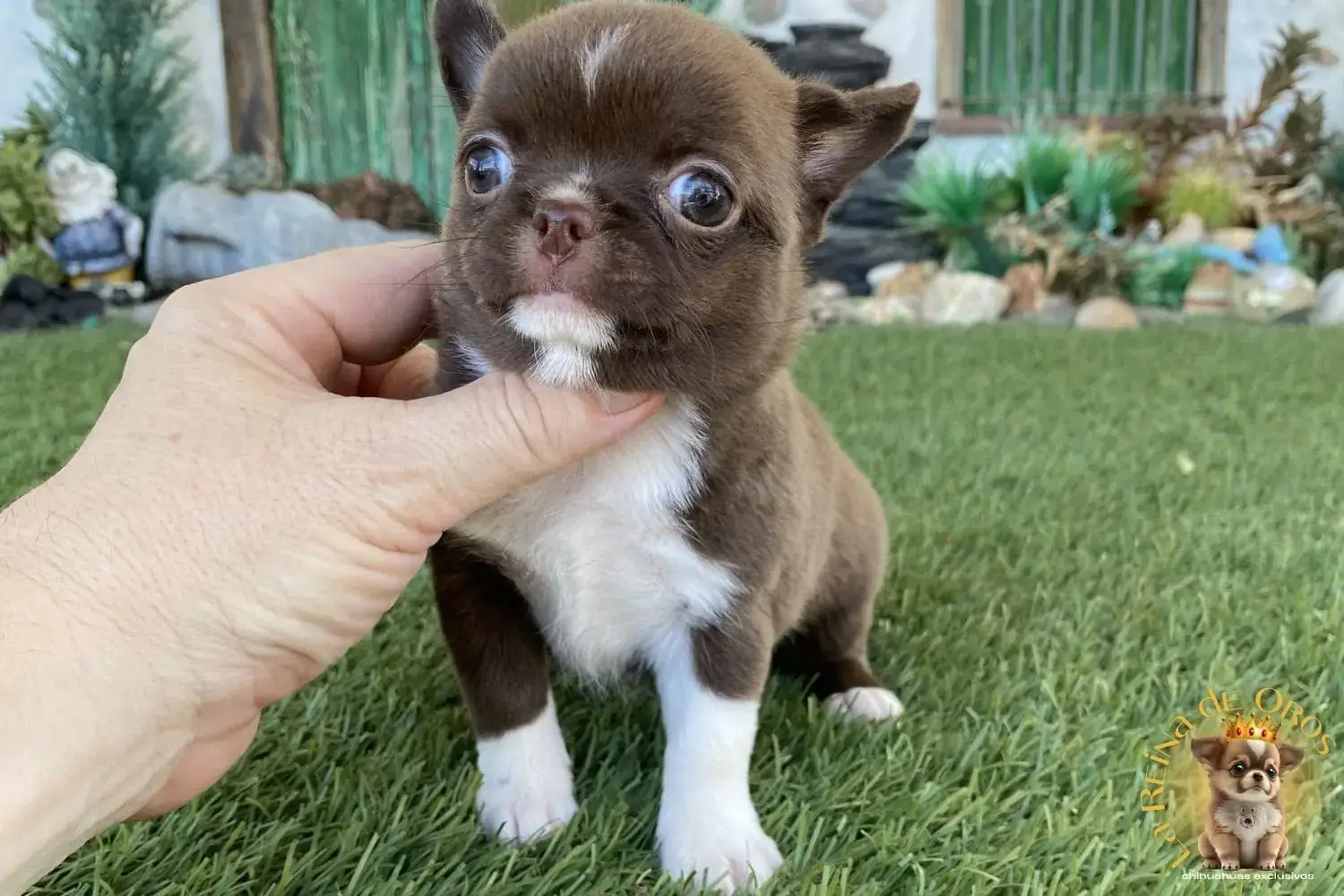 cachorro chihuahua runa exclusiva