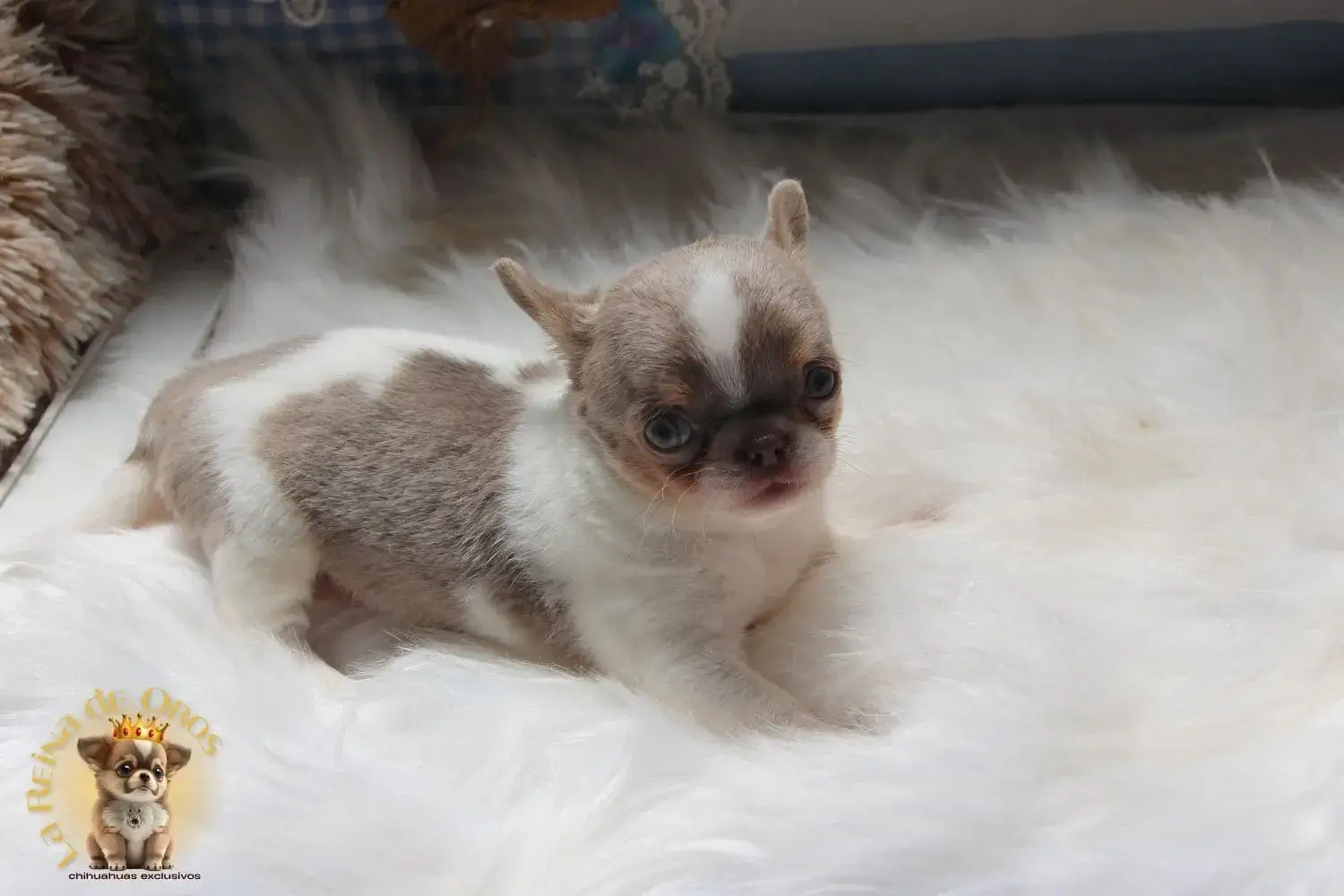 cachorro chihuahua blanco lilac hembra