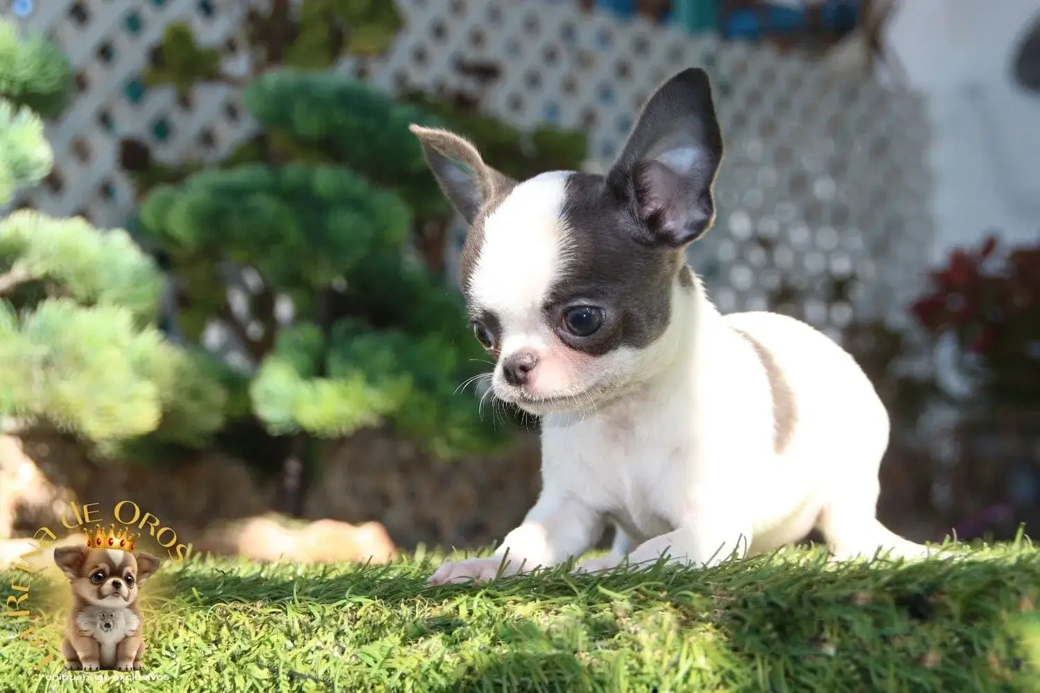 chihuahua de criadero certificado