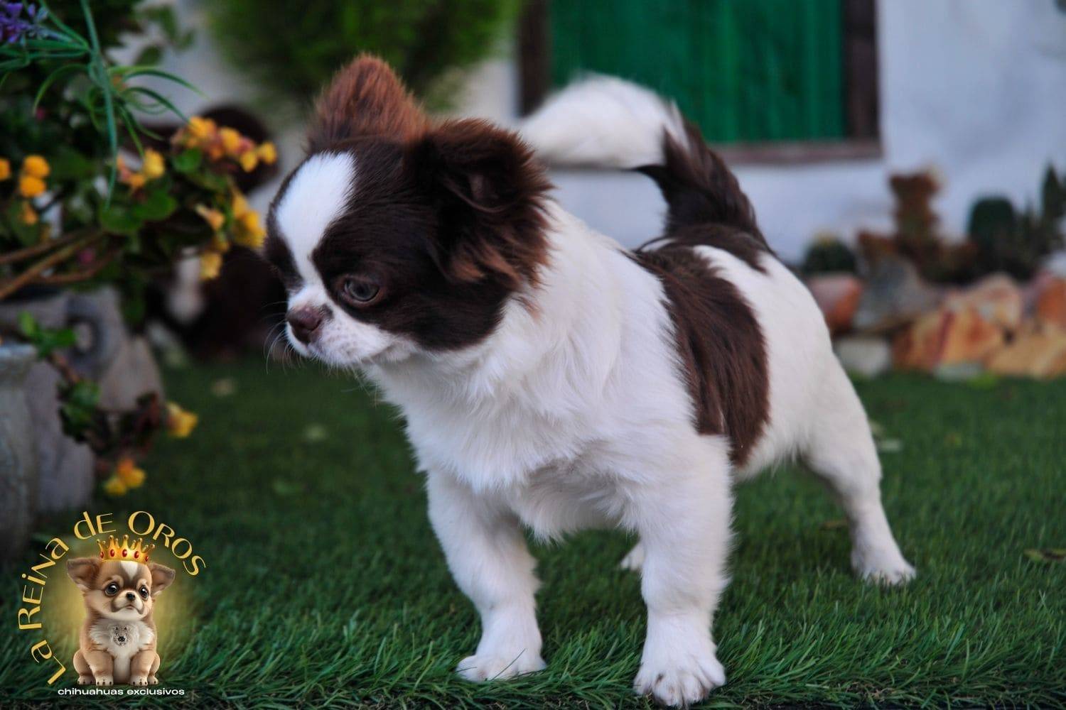 macho-chihuahua-adulto-astra-vitus-chumachechi-magnifico-semental