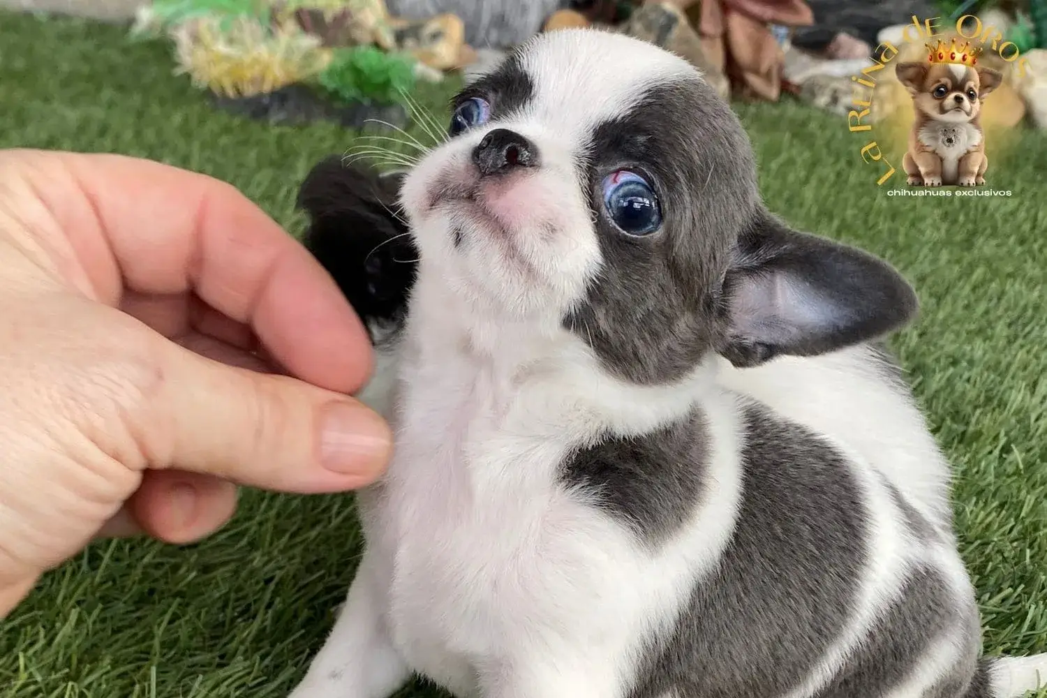 cachorro chihuahua menino macho ojos azules