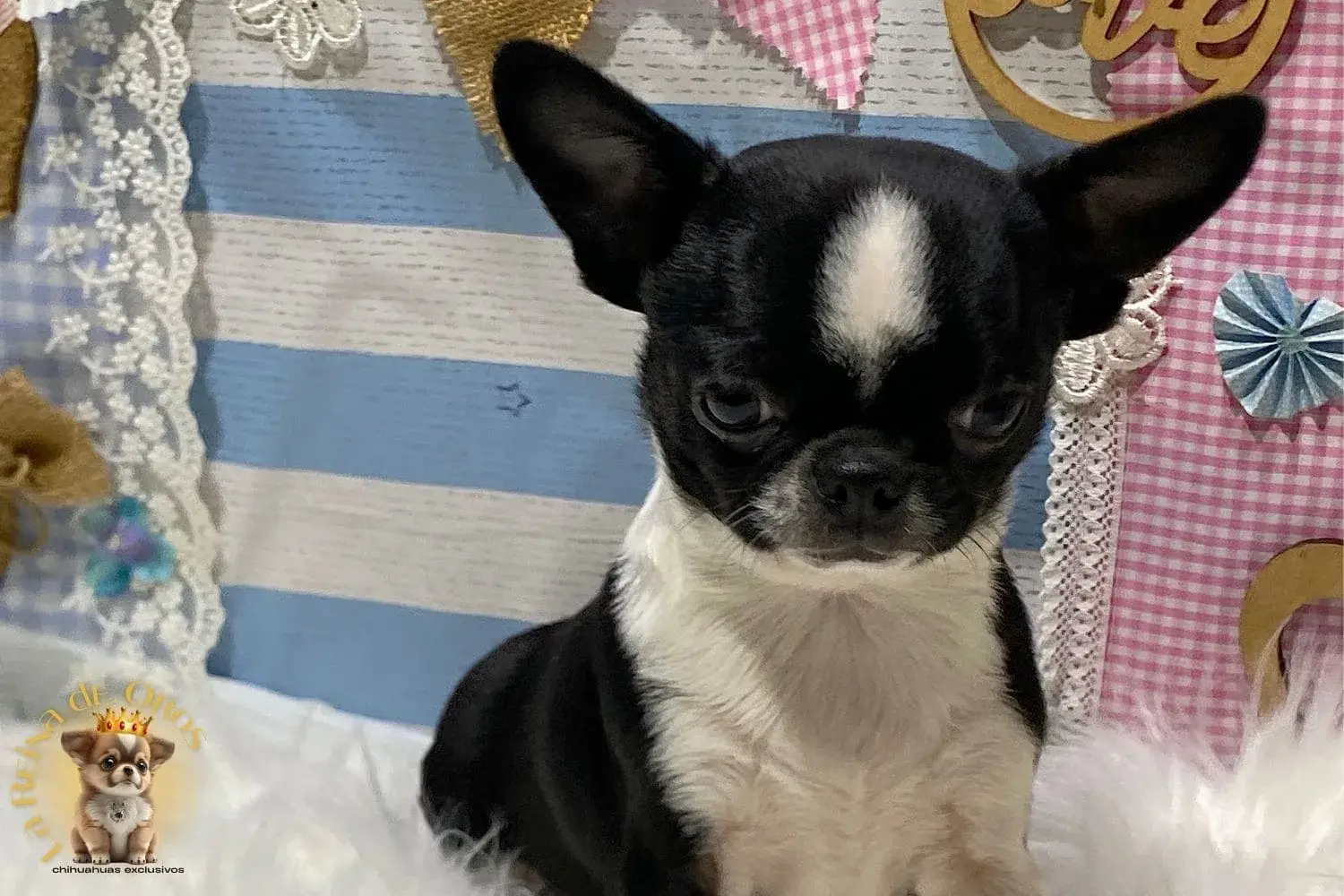 chihuahuas cabeza manzana