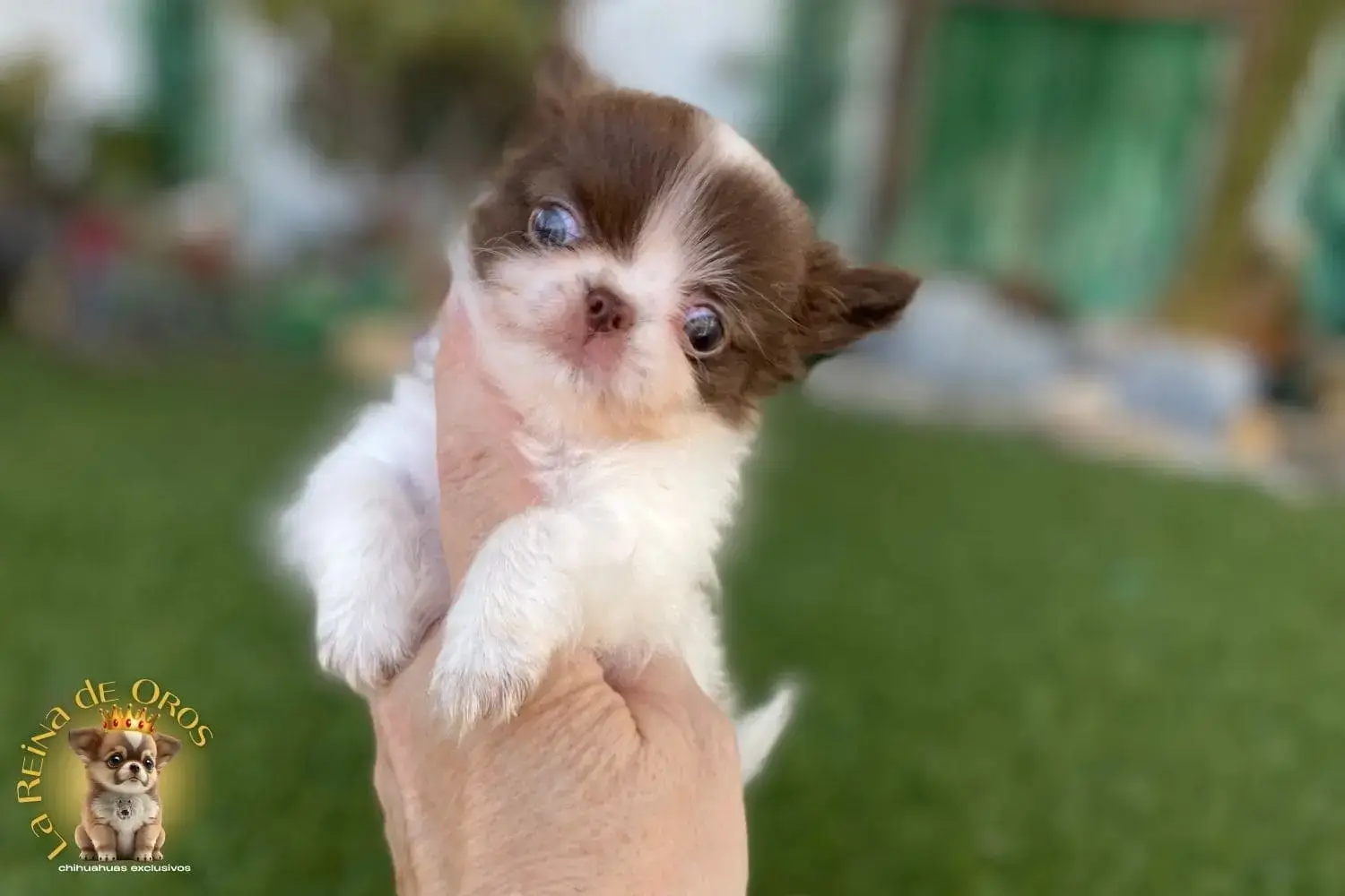 cachorro chihuahua mini toy