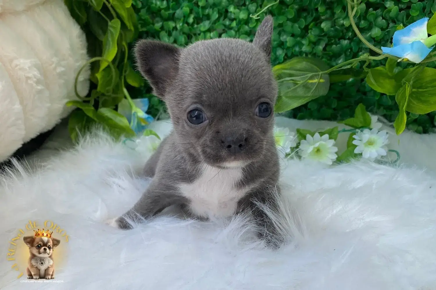 cachorro chihuahua lluvia enana