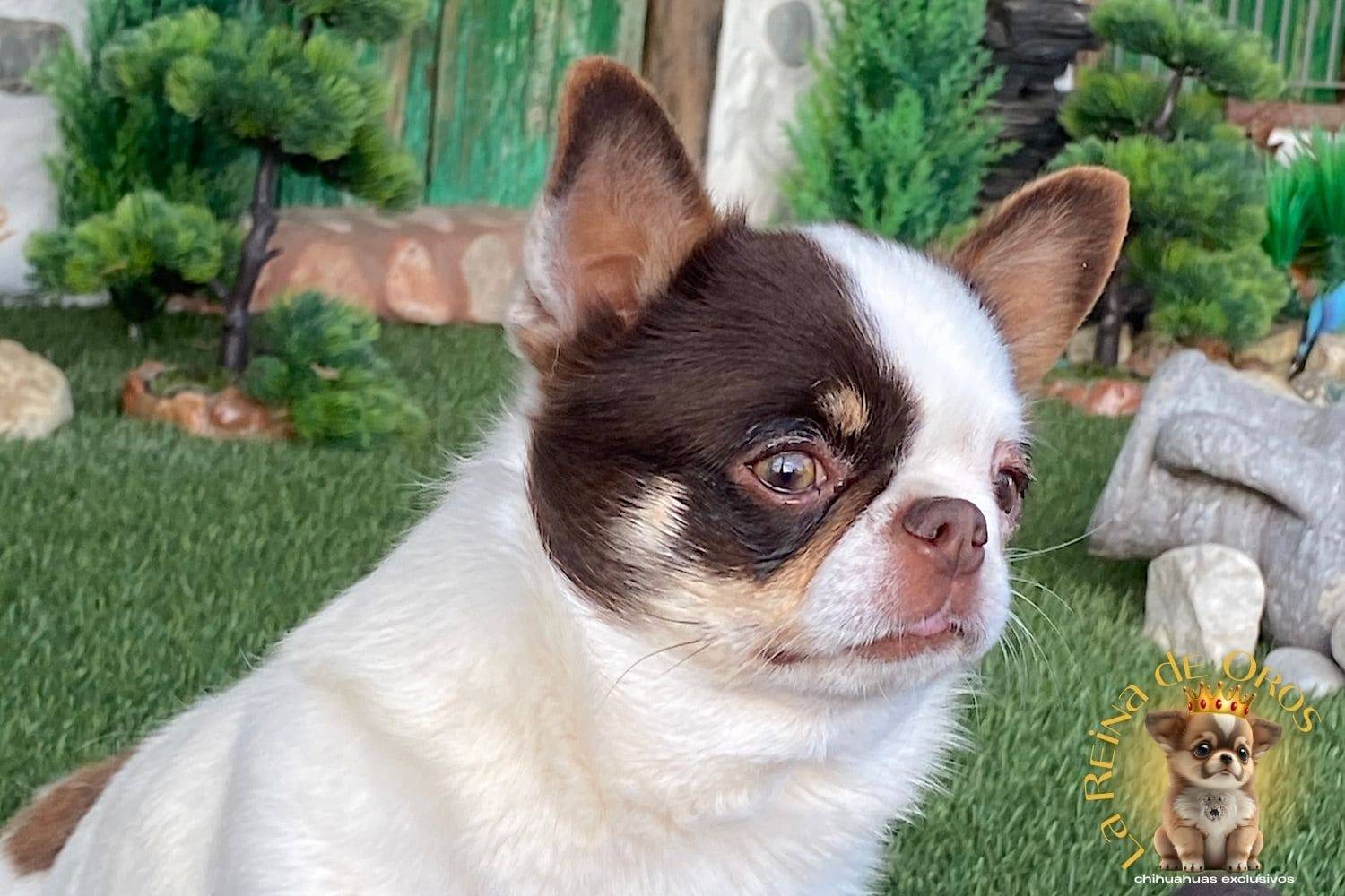 macho-chihuahua-adulto-pelo-corto-blanco-chocolate-exclusivo