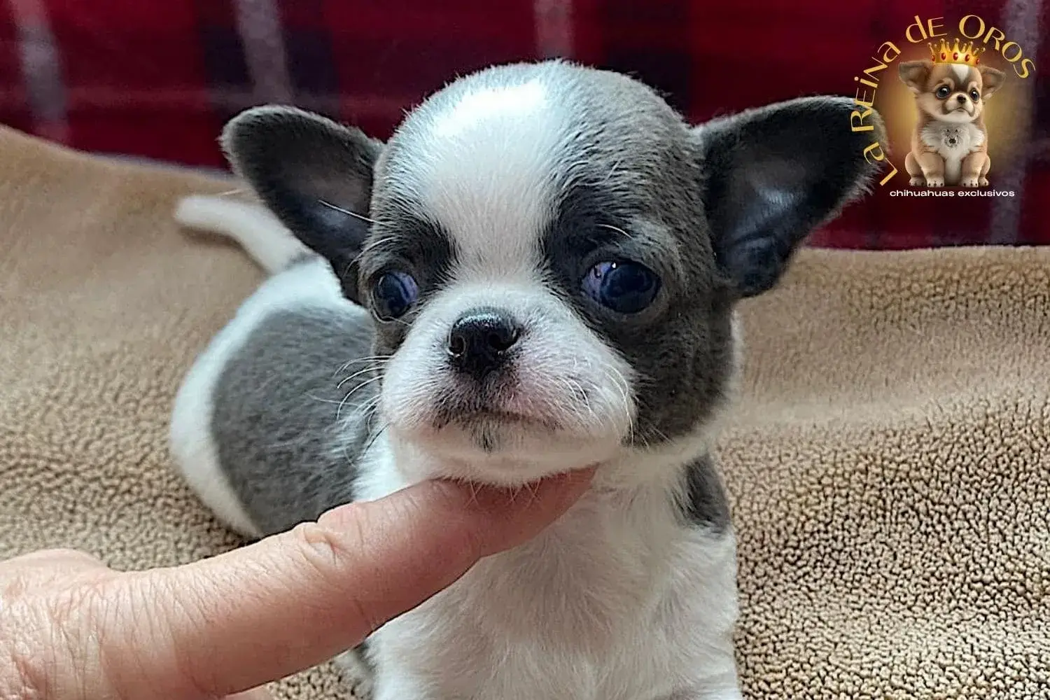 cachorro chihuahua menino en el criadero