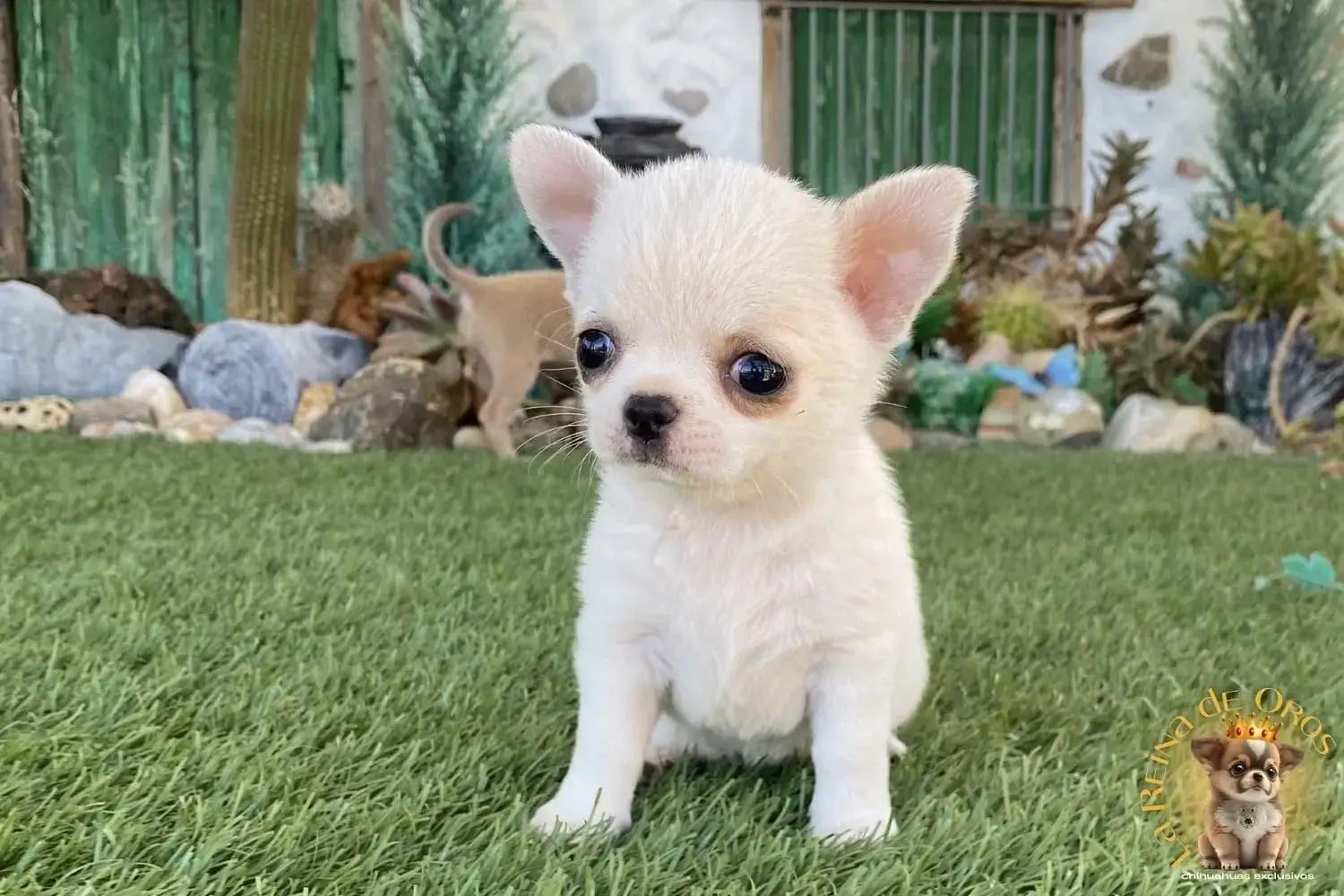 cachorro chihuahua blanca luna