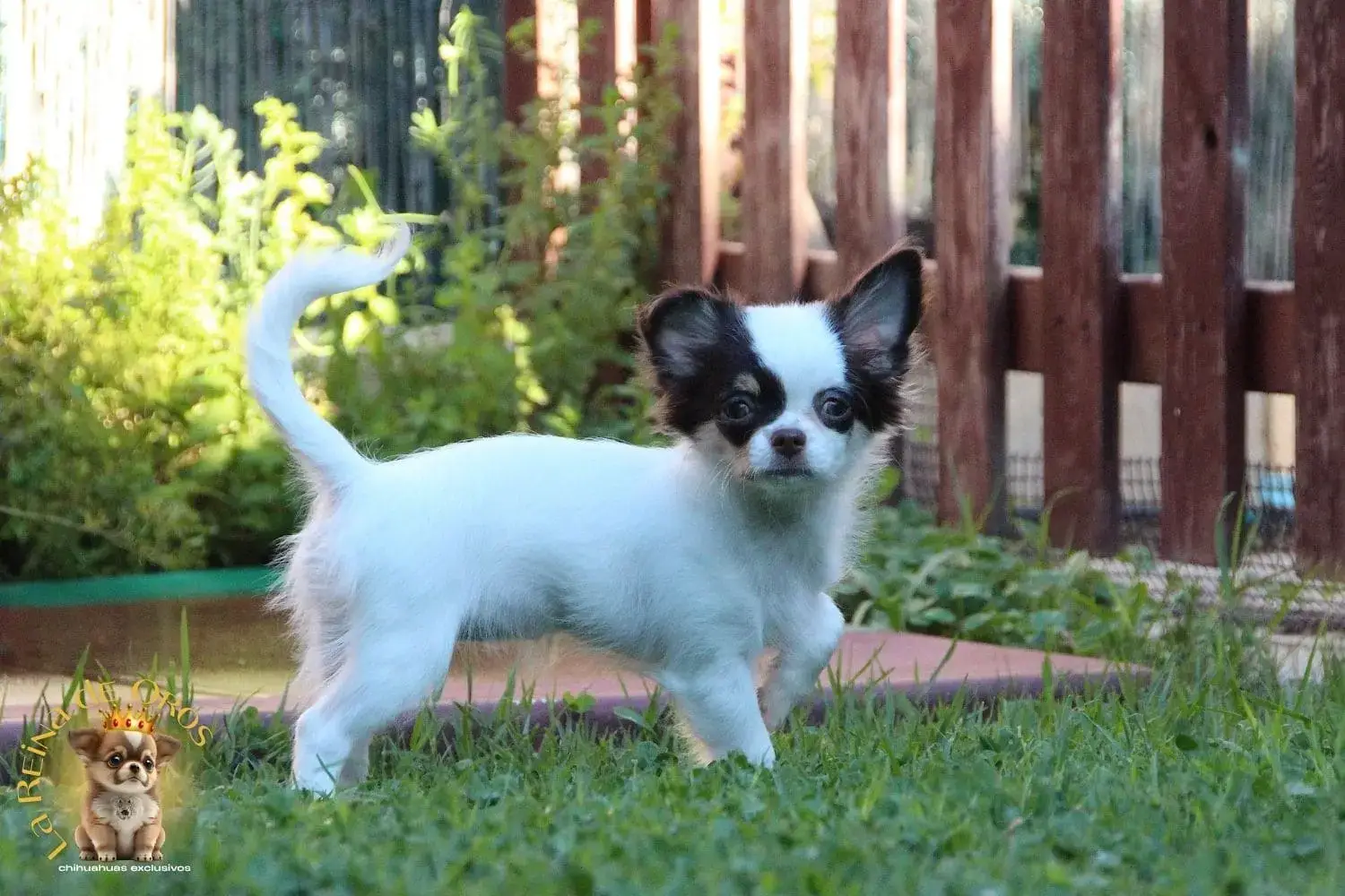 cachorro chihuahua gina hembra