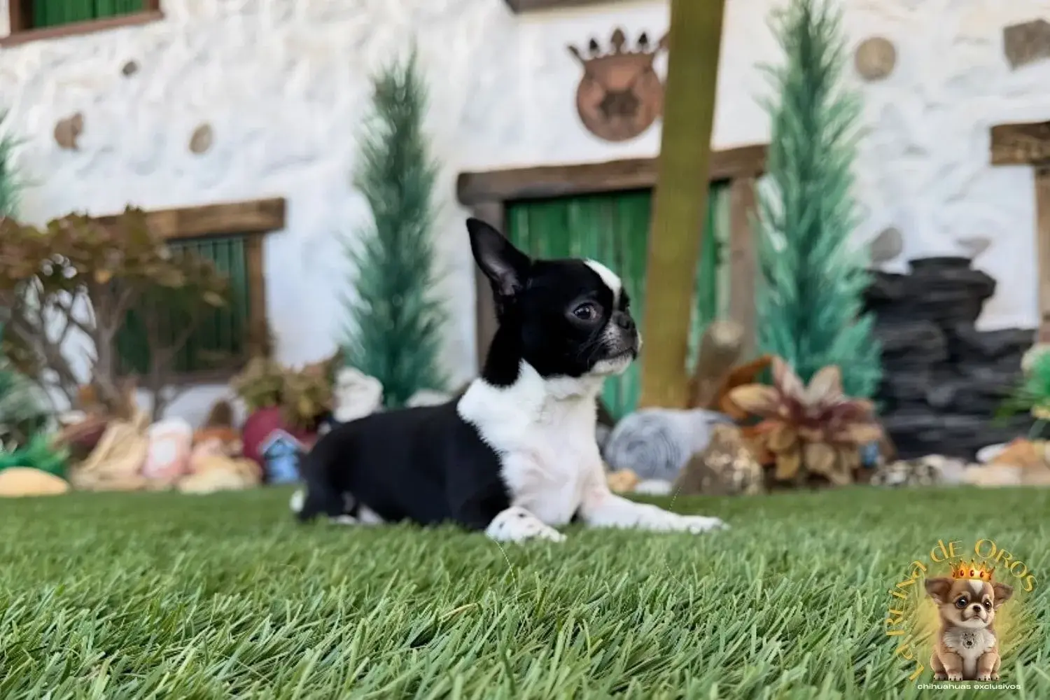 cachorro chihuahua en venta