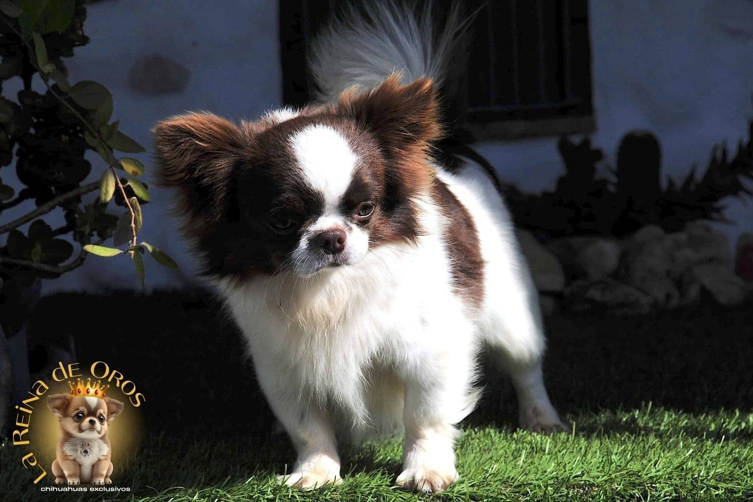 macho-chihuahua-adulto-astra-vitus-chumachechi-pelo-largo