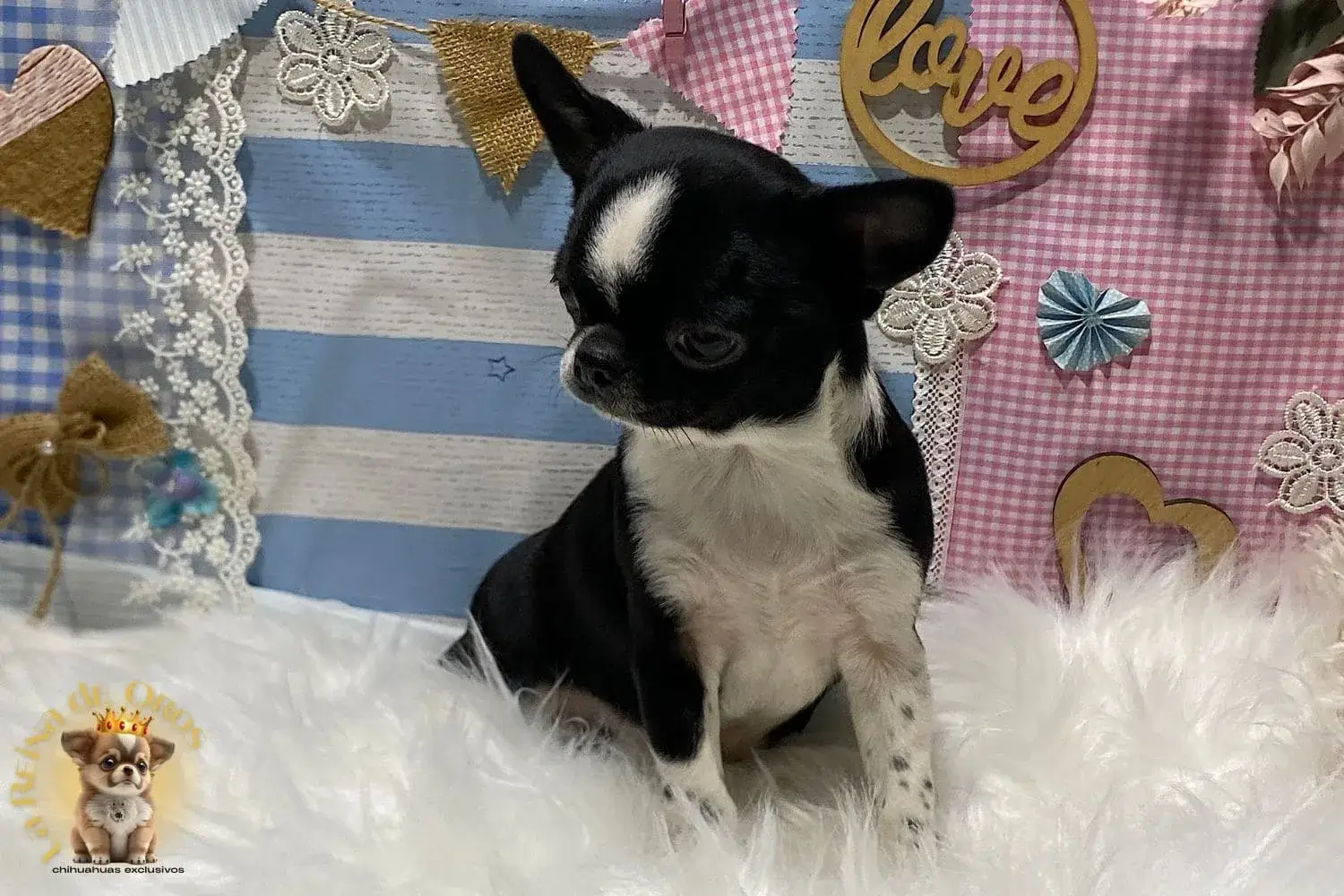 venta de cachorros chihuahua
