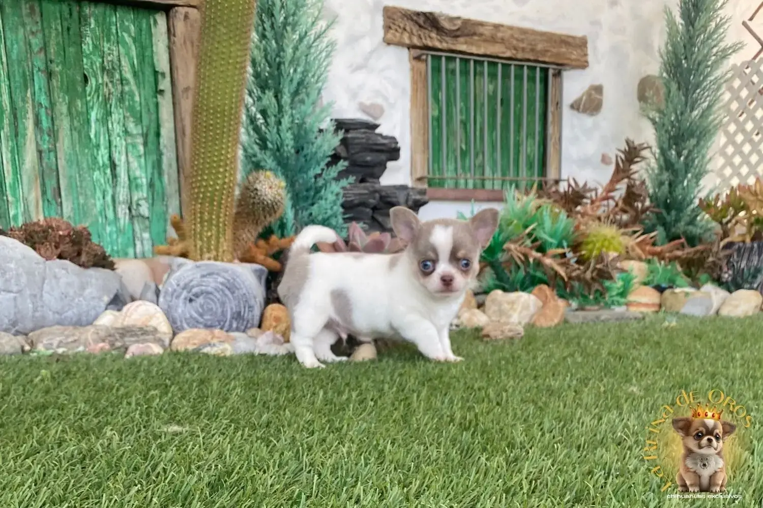 cachorro chihuahua giovani posando